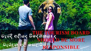 The tourism board should be more responsible වැරදි අලියද විදේශිකයා ද Elephant soul