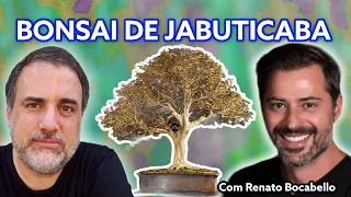Jabuticaba Bonsai Tree