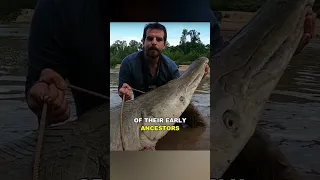 Alligator Gar | The Prehistoric River Monster