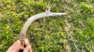 First shed hunt of the year #deer #whitetail #hunting