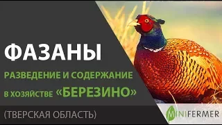 ФАЗАНЫ / В хозяйстве Березино. Разведение, содержание, какие породы выбрать.