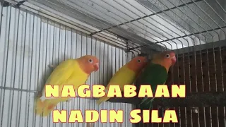 MAY BAGO NANAMANG IBON SA AVIARY 🐦 ANAK NG SPLIT OPA SPLIT INO NAGBABAAN NA!