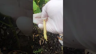 第一次种黄色四季豆