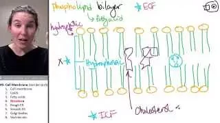 Cell membrane 4- Structure