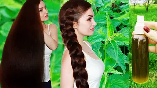 NETTLE - HAIR GROWTH AND STOP HAIR LOSS. NATURAL HAIR CARE☘️