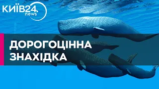 На Канарських островах у мертвому киті знайшли скарб вартістю майже 500 тис. євро