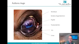 Auge - Visus des Pferdes - Was hat Ihr Pferd im Blick?