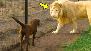 Mother Dog Saves a Lion Cub. What Happens Years Later Is Heartwarming!