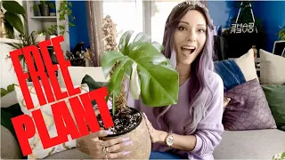 COMMENT AVOIR DES PLANTES GRATUITES ?! 🌿 8 FAÇONS ALTERNATIVES POUR VOS PLANTES D’INTÉRIEUR 🪴