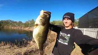 10 POUND + LARGEMOUTH BASS (Potential PB)