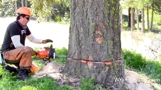 Felling Giant Trees