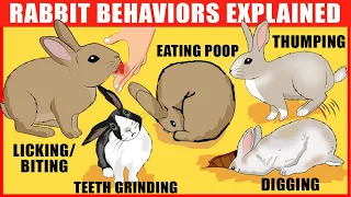 Rabbit Body Language: Meaning Behind 15 Strangest Rabbit Behaviors | Rabbits Jaw-Dropping Facts