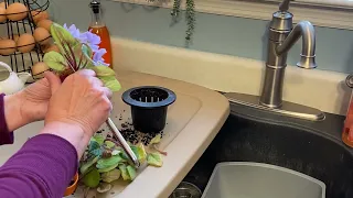 Cutting the Crown Off an African Violet and Repotting It | You Can Do This!  Here’s How