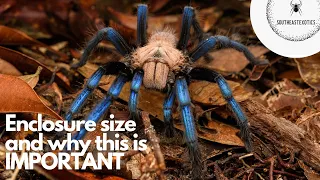 Enclosure size for tarantulas and why it’s important !