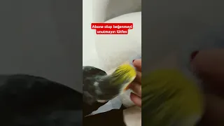 #parrot #cockatielsinging #cockatielsing #cute #cockatiel #cockatielsound #birds #cockatielbird