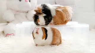 Guinea Pig Fails Compilation 2024 - Too Cute To Miss! 🐹❤️🤣