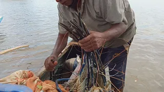 Amazing!!!!! Sri Lankan 🇱🇰fishing traditional net fishing|  shrimp fishcathing video