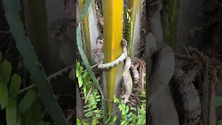 snake attack to monkey