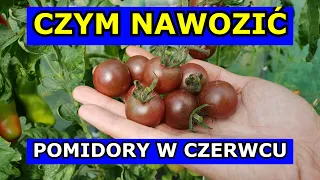 Czym Nawozić Pomidory w Czerwcu, aby DOBRZE PLONOWAŁY. Nawożenie Pomidorów. Jak nawozić Pomidory.