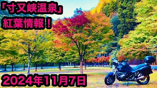 「寸又峡温泉」紅葉情報！2024年11月7日