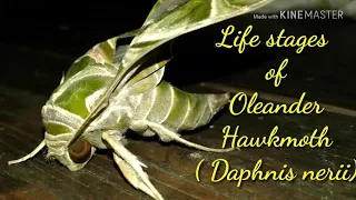 Life stages of Oleander Hawkmoth