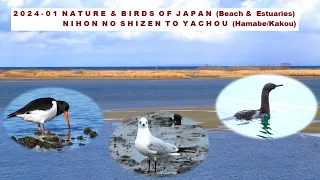 2024   01 NATURE & BIRDS OF JAPAN  Beach & Estuaries