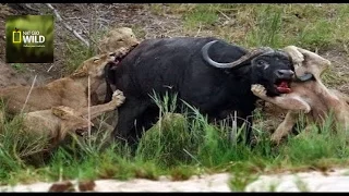 Documentary Animals Planet Lions Hunting Buffalo Lion Documentary