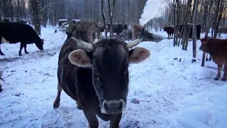 Как коровы и лошади переносят сильные морозы на вольном выгуле?