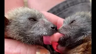 Baby flying-foxes want the same pacifier:  Parlez Vous and Eiffel