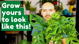 Monstera Adansonii Care| How To Care For Monstera Adansonii