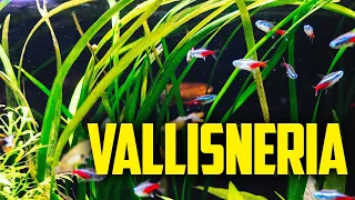 How to Care for Vallisneria - The One Plant Wonder