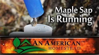 Making Maple Syrup - Sap is Running