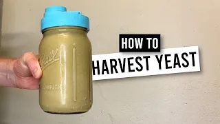 How To HARVEST and REPITCH Yeast