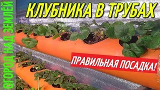 КЛУБНИКА В ТРУБАХ В ТЕПЛИЦЕ ЗИМОЙ,ПОСАДКА КЛУБНИКИ.