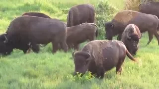 Buffalo Families Grazing in Grand Teton National Park (with an adorable nursing calf)