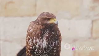 The Peregrine Falcon: Nature's Speed Demon