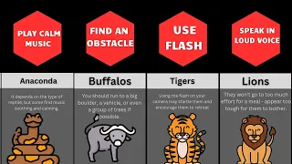 Animal-Attack-Survival-Tips Comparison