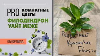 Филодендрон Уайт Меже - чем интересен это сорт | Как ухаживать за филодендроном