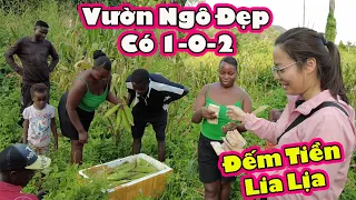 Gia đình Châu Phi thu hoạch Ngô Nếp Việt Nam||2Q vlogs Cuộc Sống Châu Phi