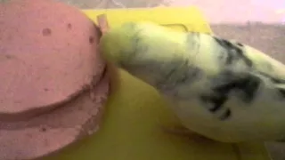 Мой попугай ест колбасу!)