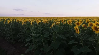 Выращивание подсолнечника.  No-till 5.07.2017. Подсолнечник микс)