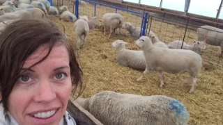 Ewes and Rams Breeding  |  Vlog #8