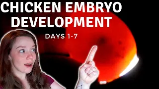 Chick Embryo Development Week 1 || Candling Eggs