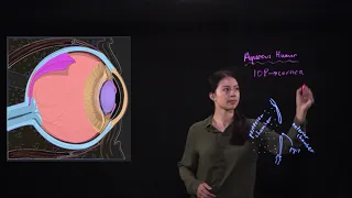 Anterior Eye: Aqueous Humor Pathway