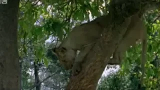 Lion Cubs Trying to Hunt Baboons | Wildlife | BBC Studios