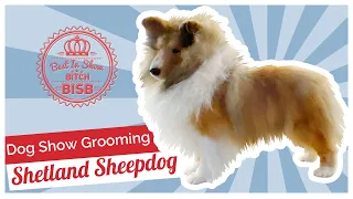 Dog Show Grooming: How to Groom a Shetland Sheepdog