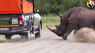 The Most Terrifying Footage of Rhino Attakcs Caught on Camera