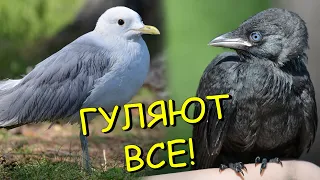 СУПЕР ПРОГУЛКА С ЖИВОТНЫМИ (ЧАЙКИ, ГАЛКА И СОБАКА)