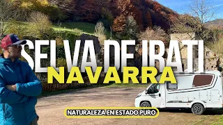 SELVA ⛰️ de IRATI 🍁 NAVARRA en 🚐 AUTOCARAVANA, el destino VAN FRIENDLY del norte de ESPAÑA.