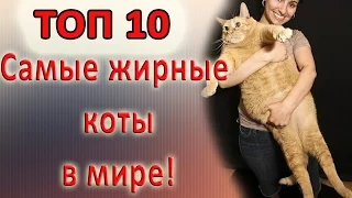 Самые толстые коты. ТОП 10 / Fattest cats TOP 10